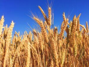 Best Grain to Eat - Wheat grain in the field